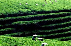 #晨報#中國已成為全球最大農業專利產出貢獻國；綠森林硅藻泥打假系列十一：People green forest 商標被裁無效