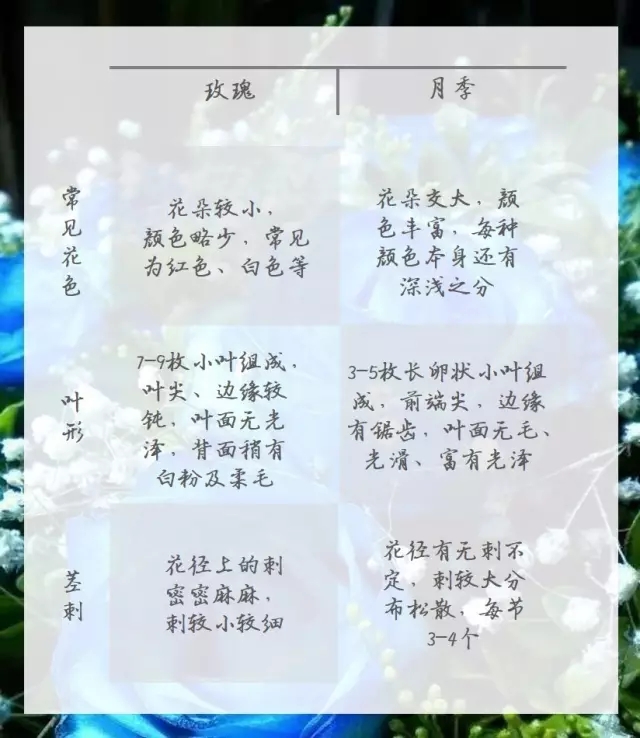 情人節！你收到的是“玫瑰”還是“月季”？