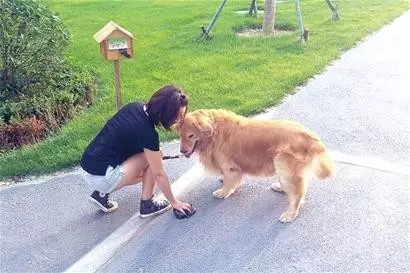 如何做一名合格的鏟屎官？