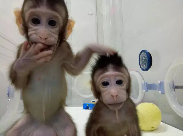 克隆猴誕生，尖端生物技術可以通過申請專利來保護嗎？