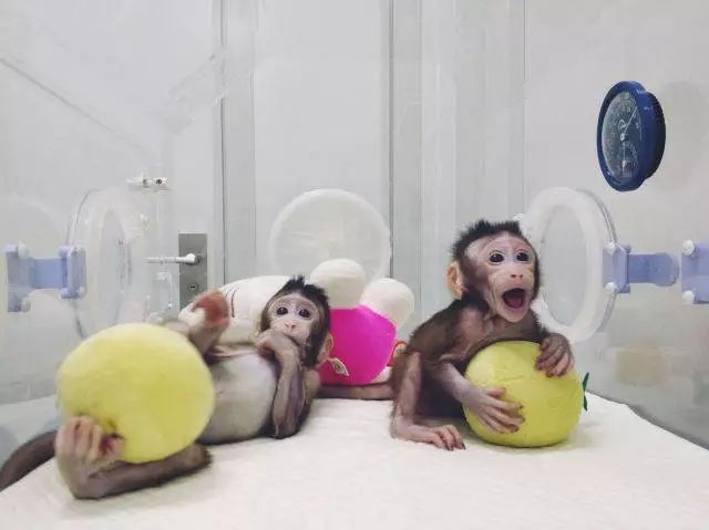克隆猴誕生，尖端生物技術可以通過申請專利來保護嗎？