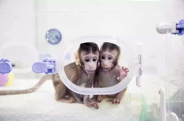 克隆猴誕生，尖端生物技術可以通過申請專利來保護嗎？