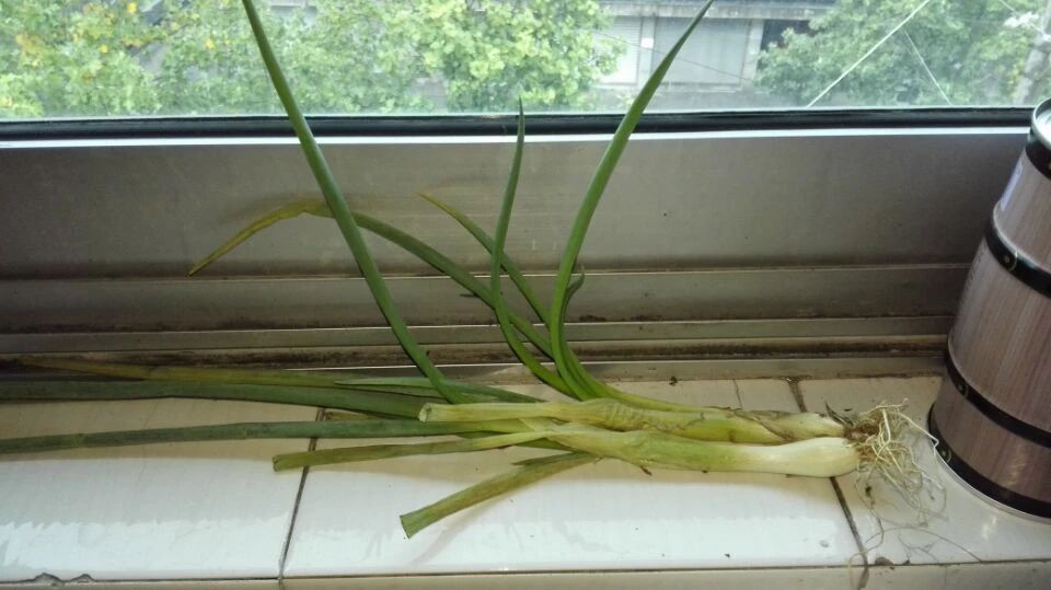 芹菜面膜已經申請專利，大蔥面膜還會遠嗎？