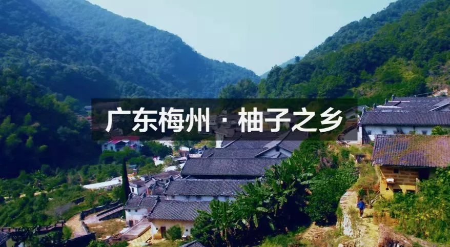 打“卡”地圖的IP解析（三）| 尋味地理標志—梅州柚樹興，農人日子旺?
