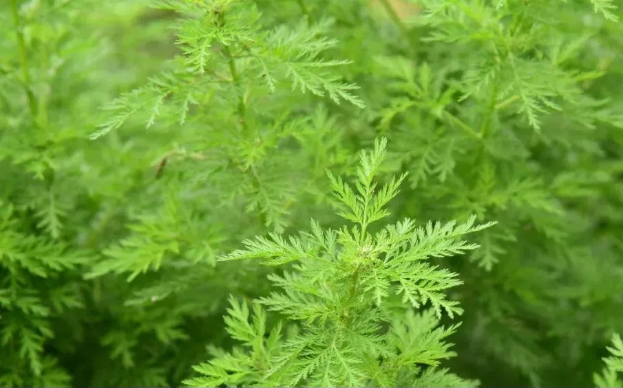 清明踏春，你留意到這些地理標志產品了嗎？