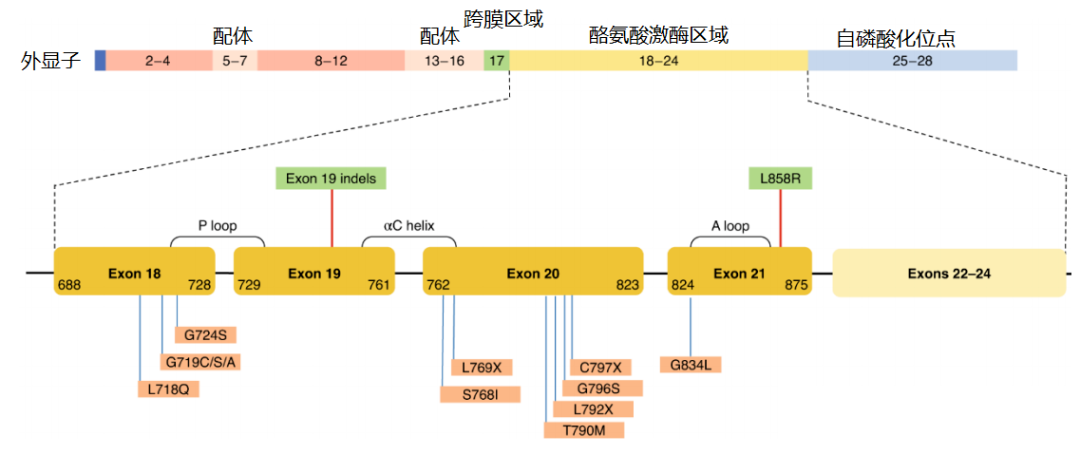價值140億元的化合物專利規避，阿斯利康哭了（研發和IP必讀，專利規避這一篇就夠了）